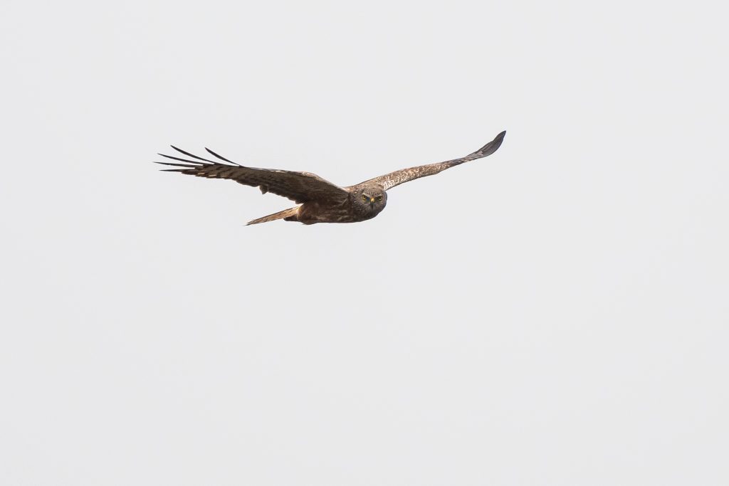 The Melkbos - African Marsh Harrier - The Melkbos, Coastal property, Kleinmond property, coastal real estate, eco-estate, Whale Coast property, South Africa, Western Cape
