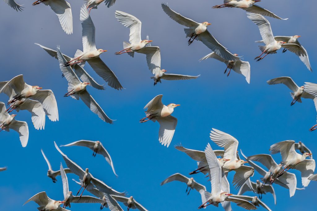The Melkbos - Cattle Egret - The Melkbos, Coastal property, Kleinmond property, coastal real estate, eco-estate, Whale Coast property, South Africa, Western Cape