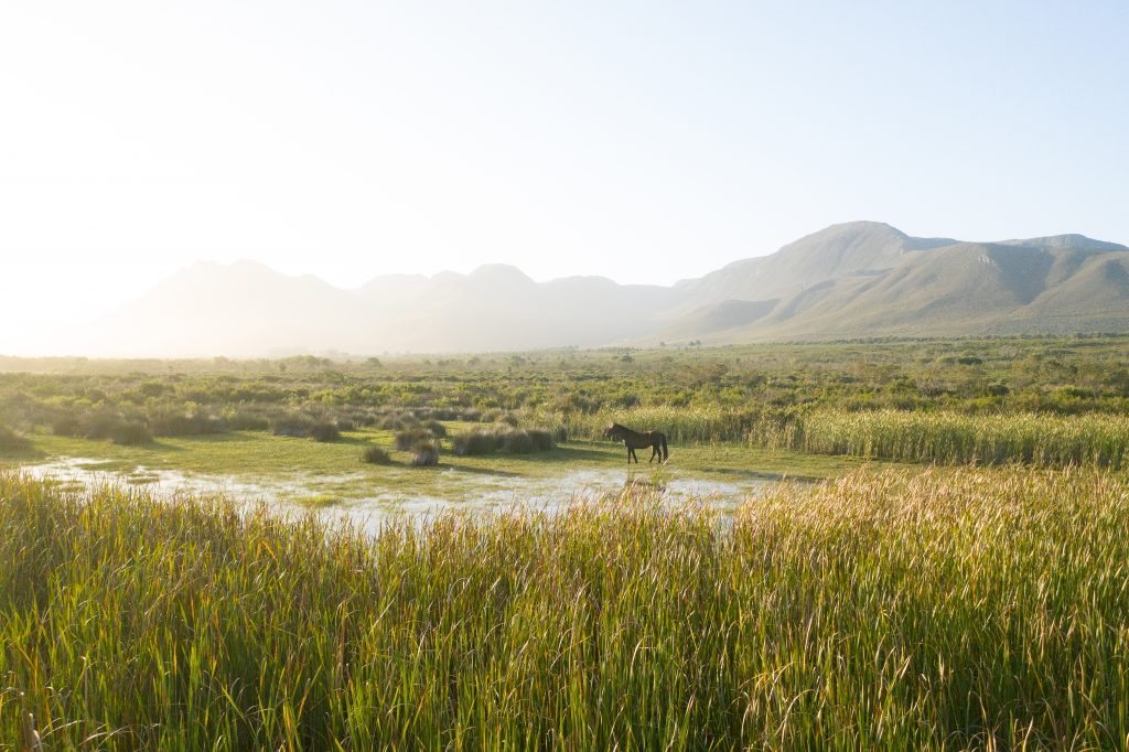 The Melkbos, Kleinmond - The Melkbos, Coastal property, Kleinmond property, coastal real estate, eco-estate, Whale Coast property, South Africa, Western Cape