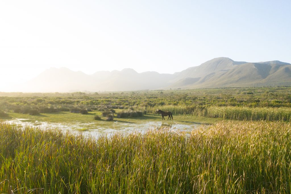 The Melkbos, Kleinmond, Wetlands, Wild horses - The Melkbos, Coastal property, Kleinmond property, coastal real estate, eco-estate, Whale Coast property, South Africa, Western Cape