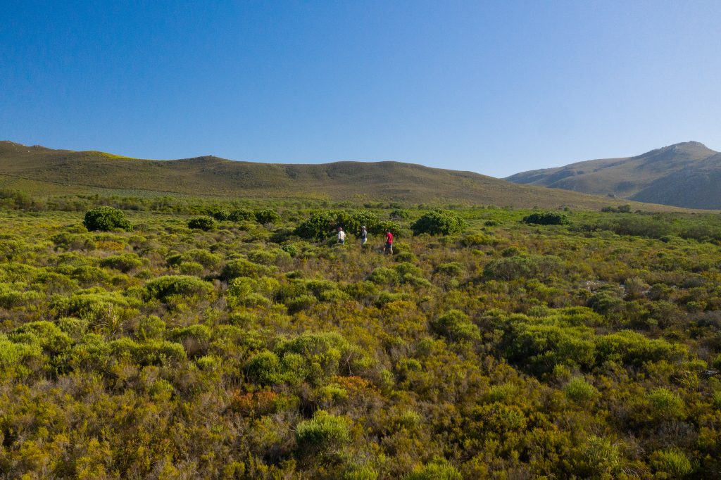 The Melkbos, Kleinmond - The Melkbos, Coastal property, Kleinmond property, coastal real estate, eco-estate, Whale Coast property, South Africa, Western Cape