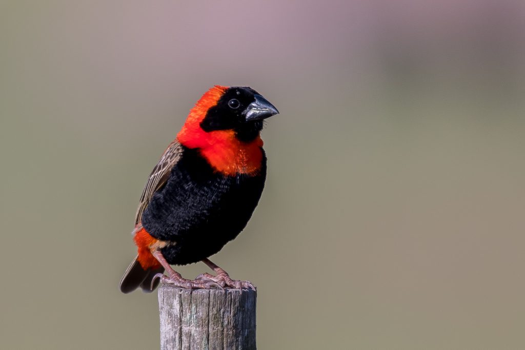 The Melkbos - Southern Red Bishop - The Melkbos, Coastal property, Kleinmond property, coastal real estate, eco-estate, Whale Coast property, South Africa, Western Cape