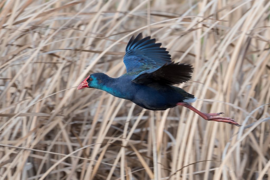 The Melkbos - African Swamphen - The Melkbos, Coastal property, Kleinmond property, coastal real estate, eco-estate, Whale Coast property, South Africa, Western Cape