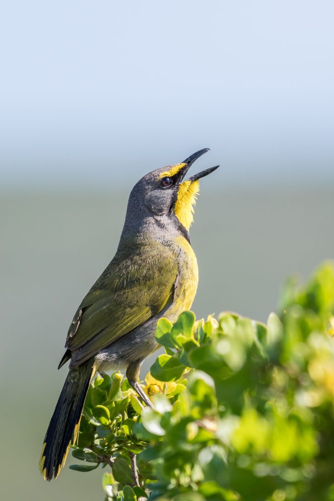 The Melkbos - Bokmakierie - The Melkbos, Coastal property, Kleinmond property, coastal real estate, eco-estate, Whale Coast property, South Africa, Western Cape
