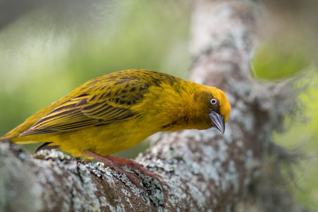 The Melkbos - Cape Weaver - The Melkbos, Coastal property, Kleinmond property, coastal real estate, eco-estate, Whale Coast property, South Africa, Western Cape