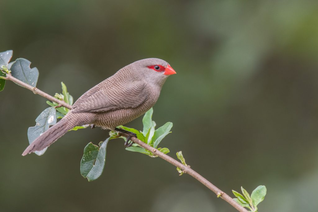 The Melkbos - Common Waxbill - The Melkbos, Coastal property, Kleinmond property, coastal real estate, eco-estate, Whale Coast property, South Africa, Western Cape