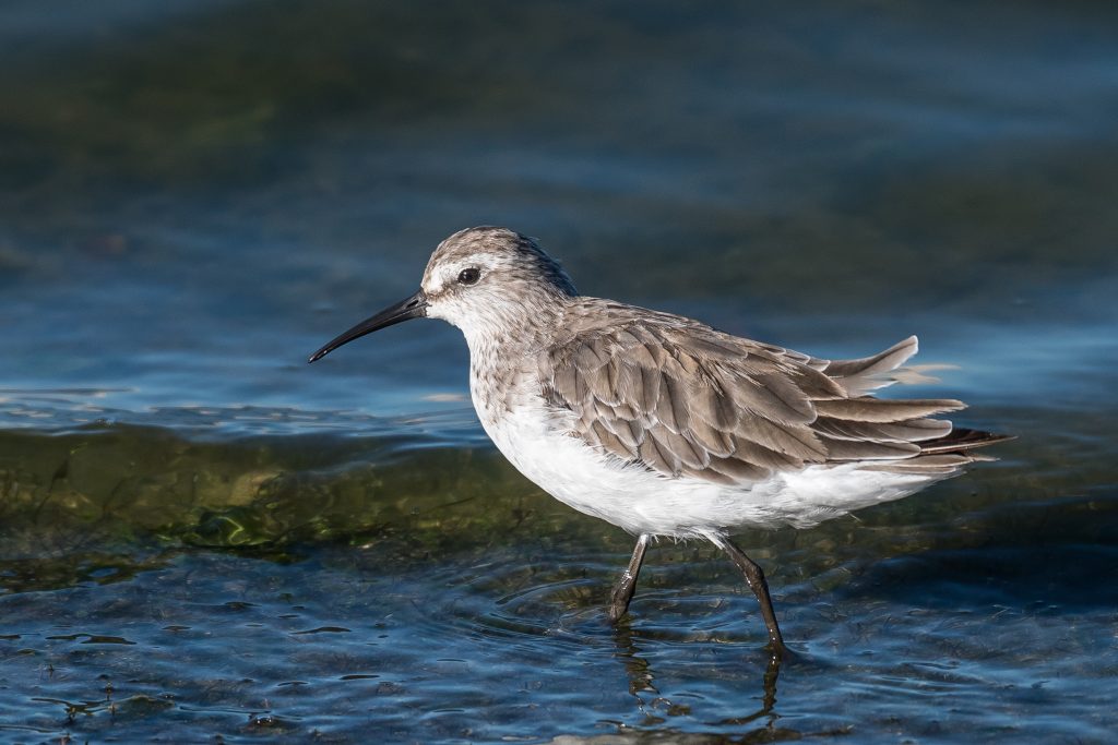 The Melkbos - Curlew Sandpiper - The Melkbos, Coastal property, Kleinmond property, coastal real estate, eco-estate, Whale Coast property, South Africa, Western Cape