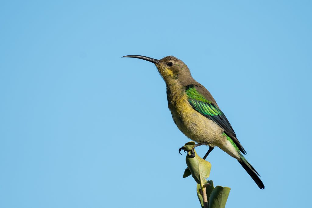 The Melkbos - Malachite Sunbird - The Melkbos, Coastal property, Kleinmond property, coastal real estate, eco-estate, Whale Coast property, South Africa, Western Cape