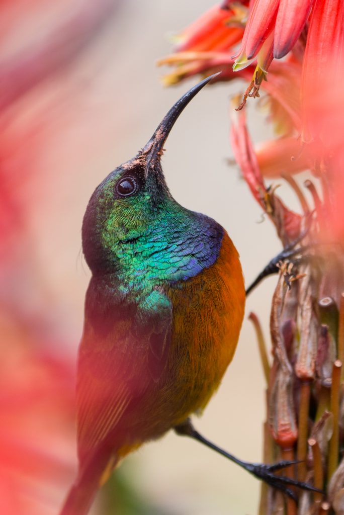 The Melkbos - Orange Breasted Sunbird - The Melkbos, Coastal property, Kleinmond property, coastal real estate, eco-estate, Whale Coast property, South Africa, Western Cape