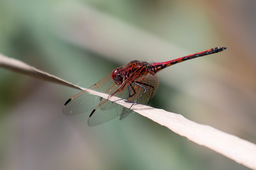 The Melkbos - Red Veined Dropwing - The Melkbos, Coastal property, Kleinmond property, coastal real estate, eco-estate, Whale Coast property, South Africa, Western Cape