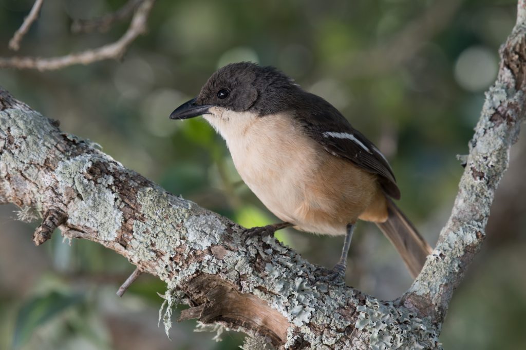 The Melkbos - Southern Boubou - The Melkbos, Coastal property, Kleinmond property, coastal real estate, eco-estate, Whale Coast property, South Africa, Western Cape