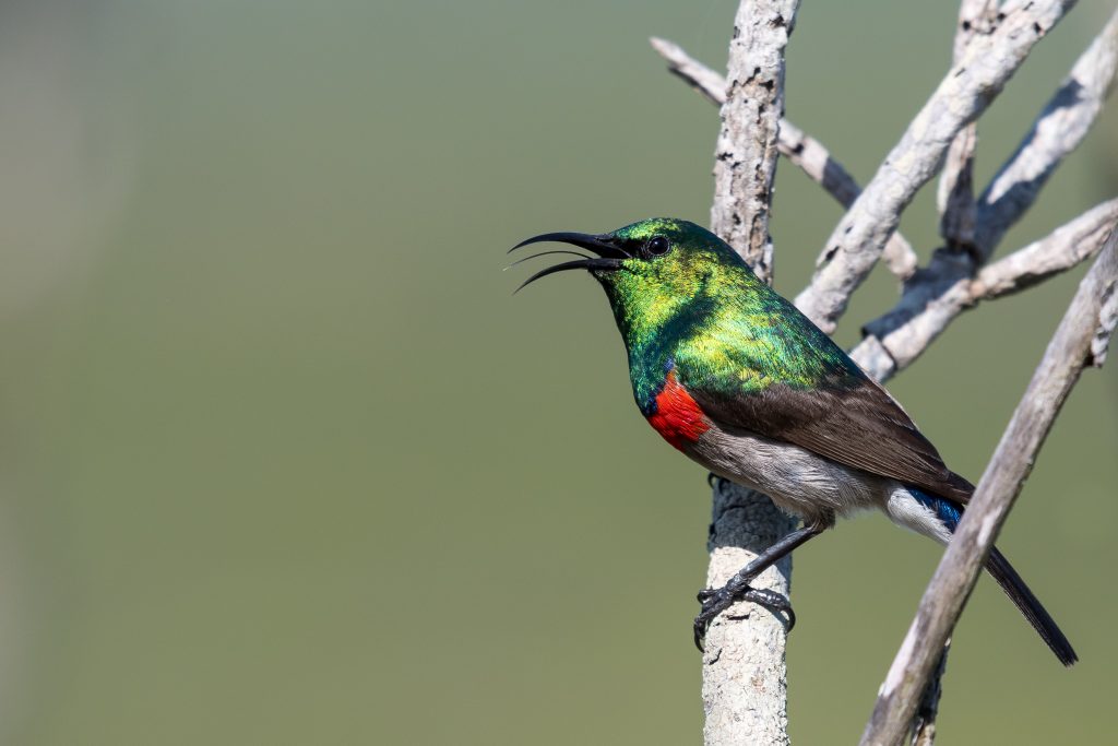 The Melkbos - Southern Doublecollared Sunbird - The Melkbos, Coastal property, Kleinmond property, coastal real estate, eco-estate, Whale Coast property, South Africa, Western Cape