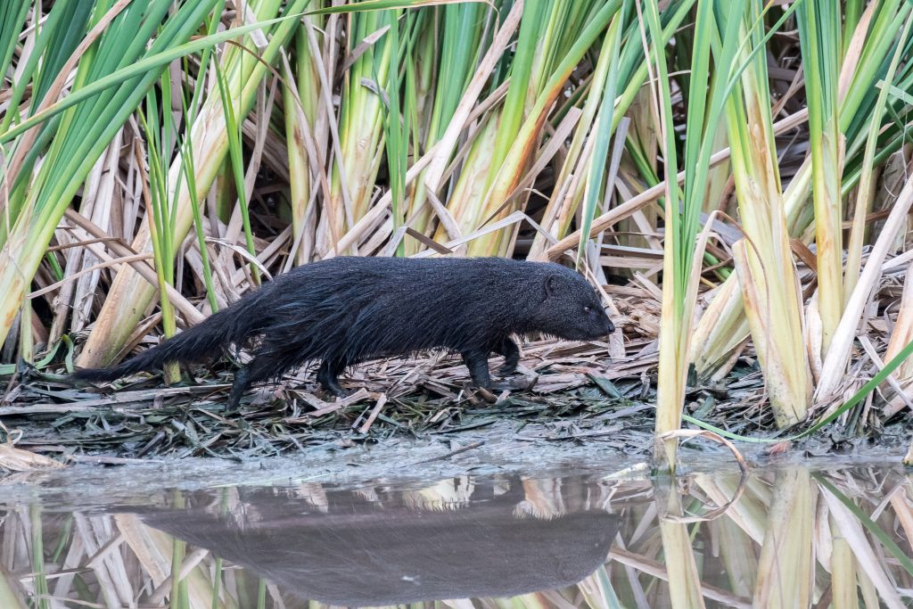 The Melkbos - Water Mongoose - The Melkbos, Coastal property, Kleinmond property, coastal real estate, eco-estate, Whale Coast property, South Africa, Western Cape