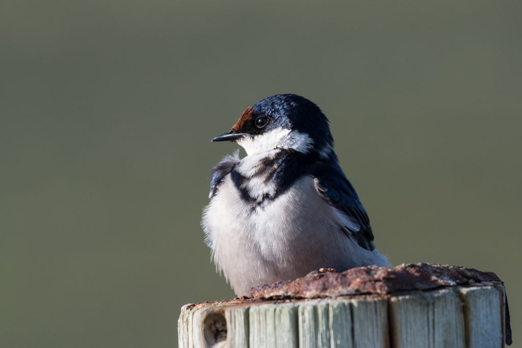 The Melkbos - White Throated Swallow - The Melkbos, Coastal property, Kleinmond property, coastal real estate, eco-estate, Whale Coast property, South Africa, Western Cape